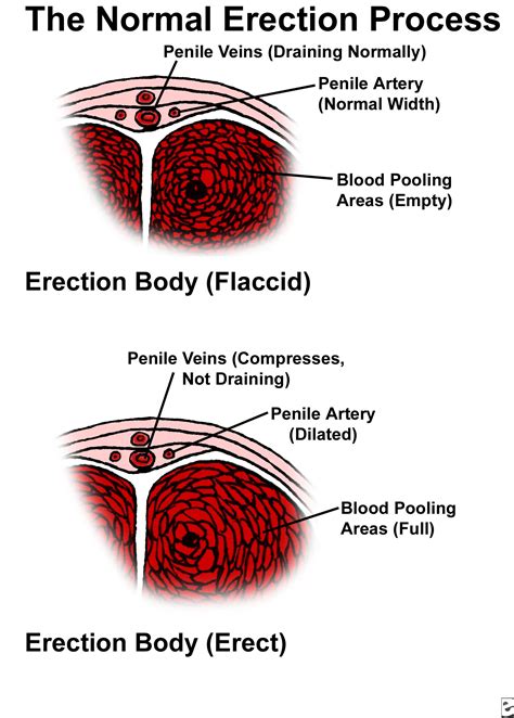 dick images|Penis: Anatomy, Picture, Erection, and Ejaculation